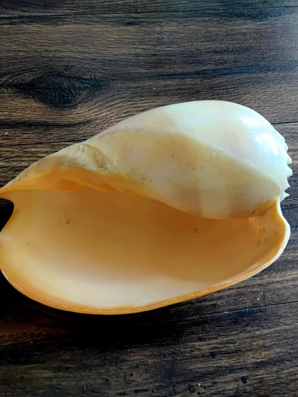 Large Crowned Baler Sea Shell ( Melo Genus ) 8" x 5" - Picture 6 of 6